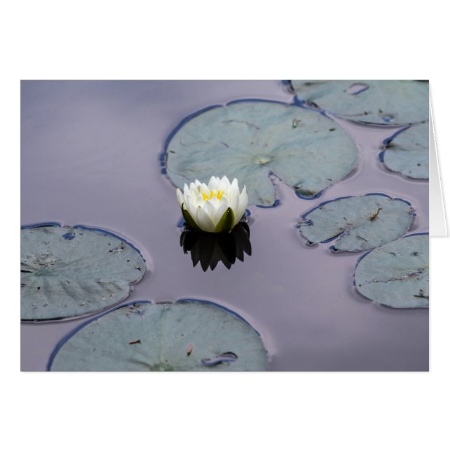 Moody Water Lily (Anverso (Horizontal))