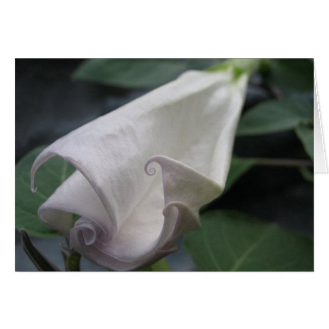 Moonflor (Anverso (Horizontal))