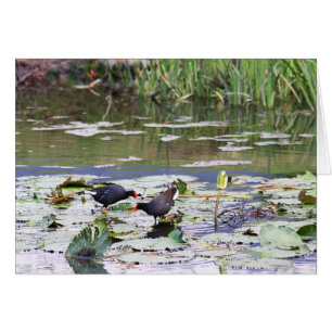 Moorhen hawaiano común y corriente en lirio