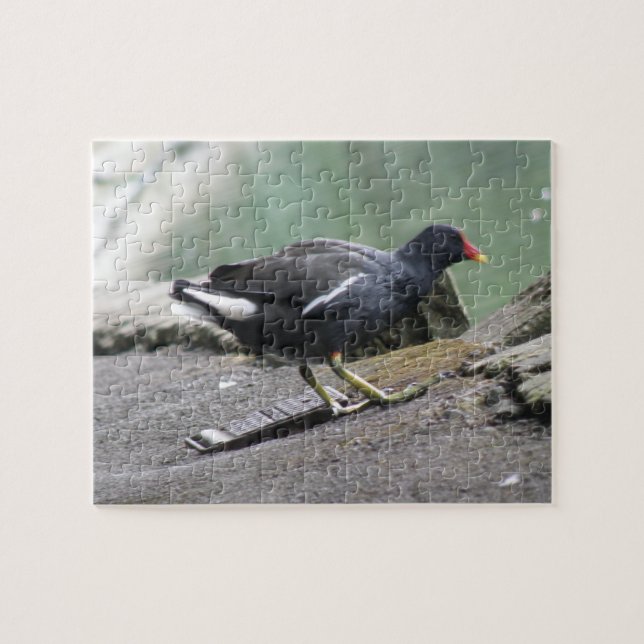Moorhen Puzzle (Horizontal)
