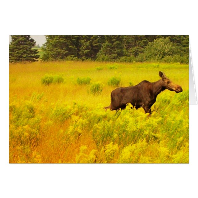 Moose (Anverso (Horizontal))