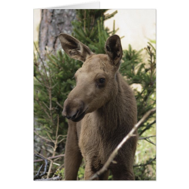 Moose Calf (Frente)