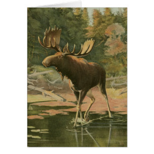 Moose caminando en agua