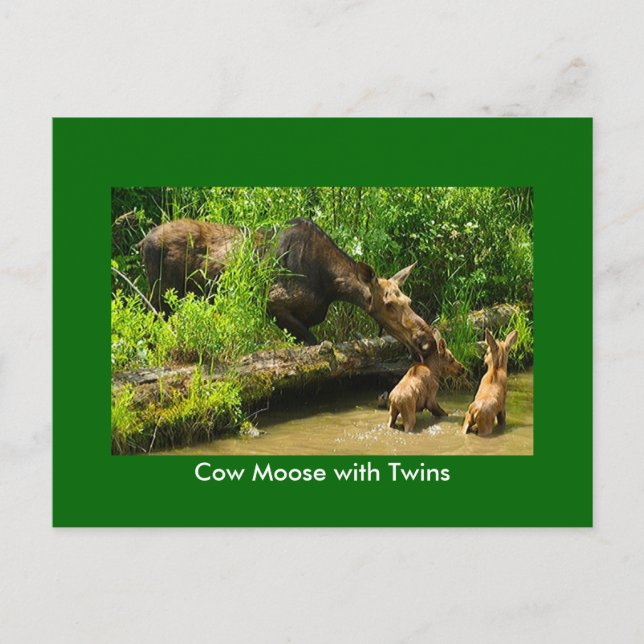 Moose con tarjeta postal de gemelos (Anverso)