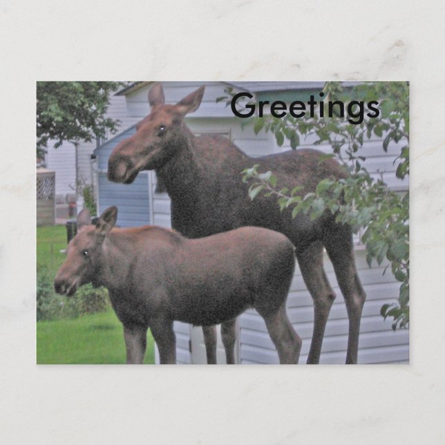 Moose con ternera - Tarjeta postal de saludos (Anverso)