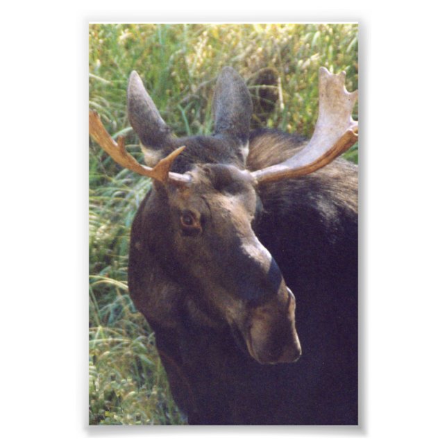 Moose de fotos 4x6 (Frente)