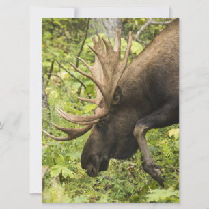 Moose de significación