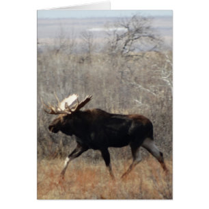 Moose de toro M10