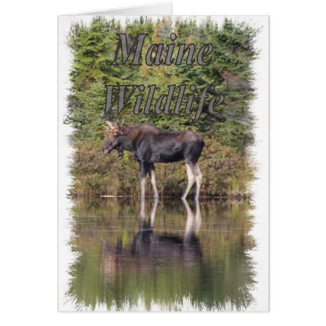Moose - Maine Wildlife (Frente)