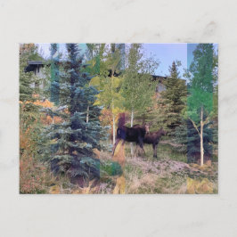 Moose salvaje en la postal Wyoming