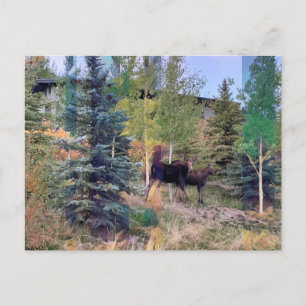 Moose salvaje en la postal Wyoming