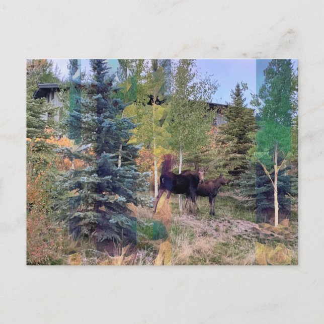 Moose salvaje en la postal Wyoming (Anverso)