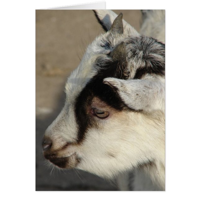 Moose The Goat (Frente)