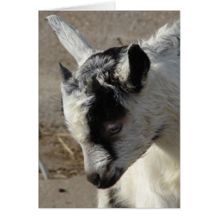 Moose the Goat Kid