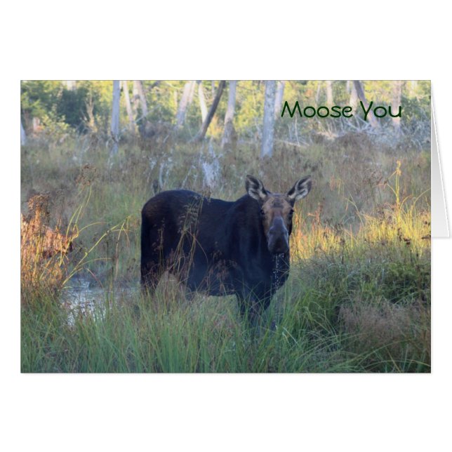 Moose You: (Anverso (Horizontal))