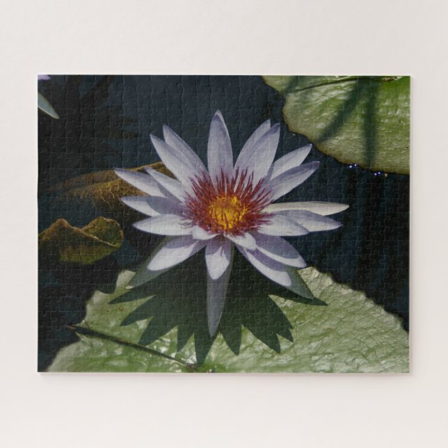 Morado Blanco Waterlios Jigsaw Puzzle (Horizontal)