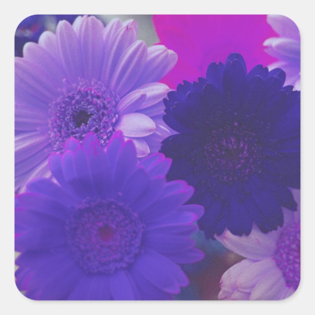 Morado Gerbera Daisy Flores Decales Pegatinas de a (Anverso)