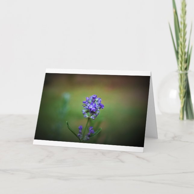 Morado hielo, tarjeta (Anverso)