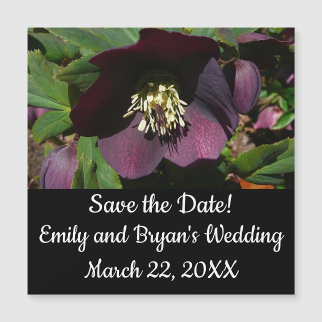 Morado Rosa de Cuaresma, flor de Pascua (Anverso)