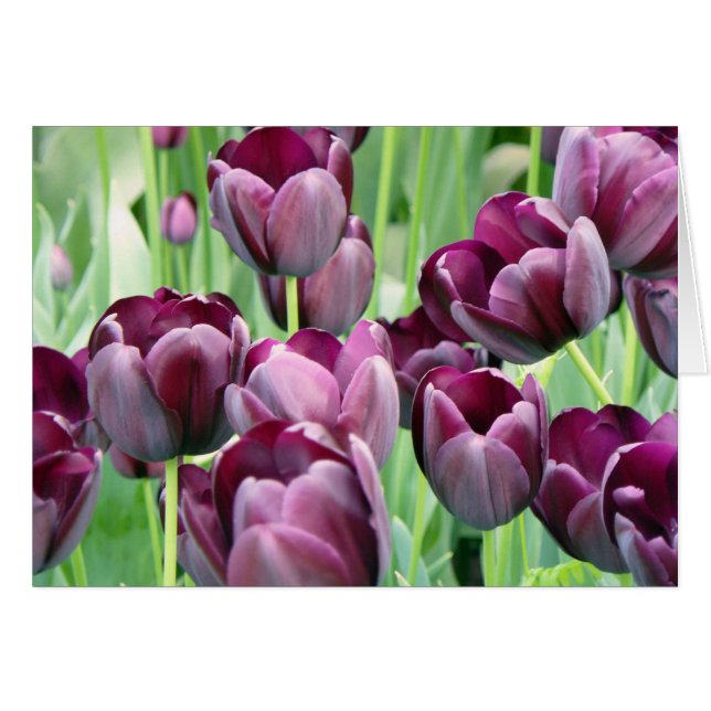 Morado Tullips (Anverso (Horizontal))