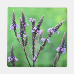Morado Vervain Flor de Flor Silvestre Imán Fotográ
