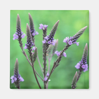 Morado Vervain Flor de Flor Silvestre Imán Fotográ