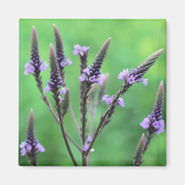 Morado Vervain Flor de Flor Silvestre Imán Fotográ (Frente)