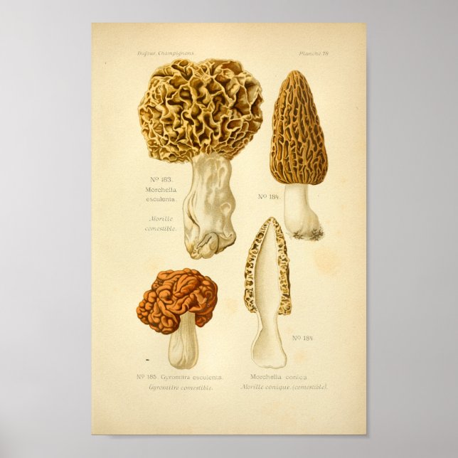 Morchella marrón vintage hongos arte francés (Frente)