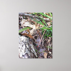 Morel de la primavera gris sobre lienzo