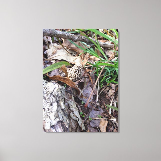 Morel de la primavera gris sobre lienzo (Anverso)