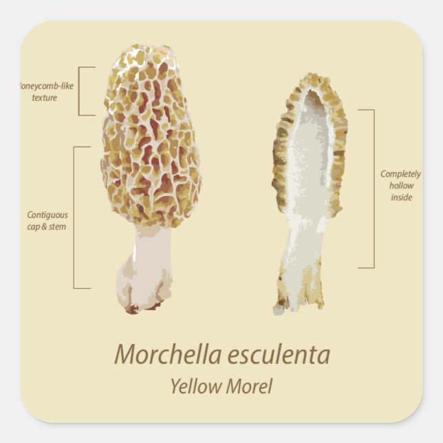 Morel Morchella esculenta pegatina (Anverso)