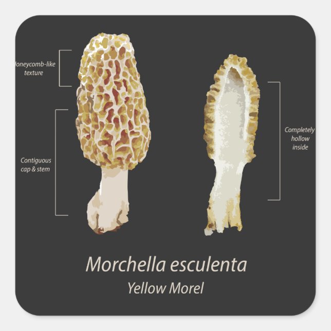Morel Morchella esculenta pegatina (Anverso)