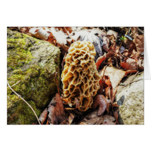 Morel Mushroom en el salvaje