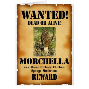 Morel - Poster buscado