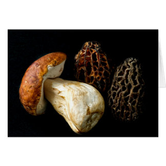 Morels y el rey Bolete