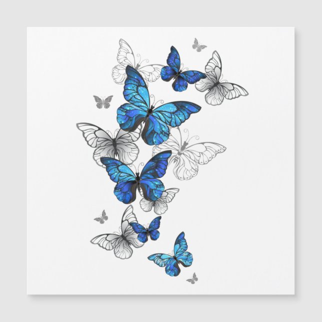 Morfo de las mariposas voladoras azules (Anverso)