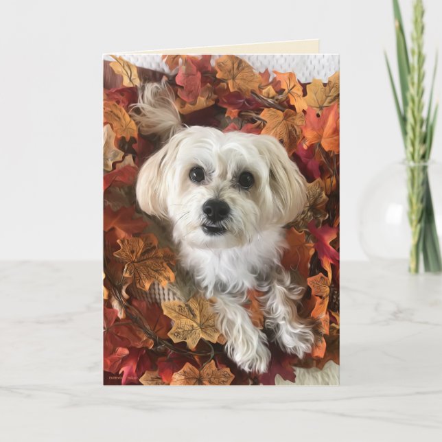 Morkie agradecido I - Tarjeta en blanco (Anverso)