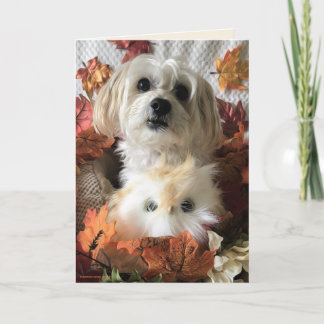 Morkie Agradecido II - Tarjeta en Blanco