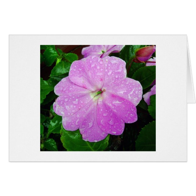 Morning Dew (Anverso (Horizontal))