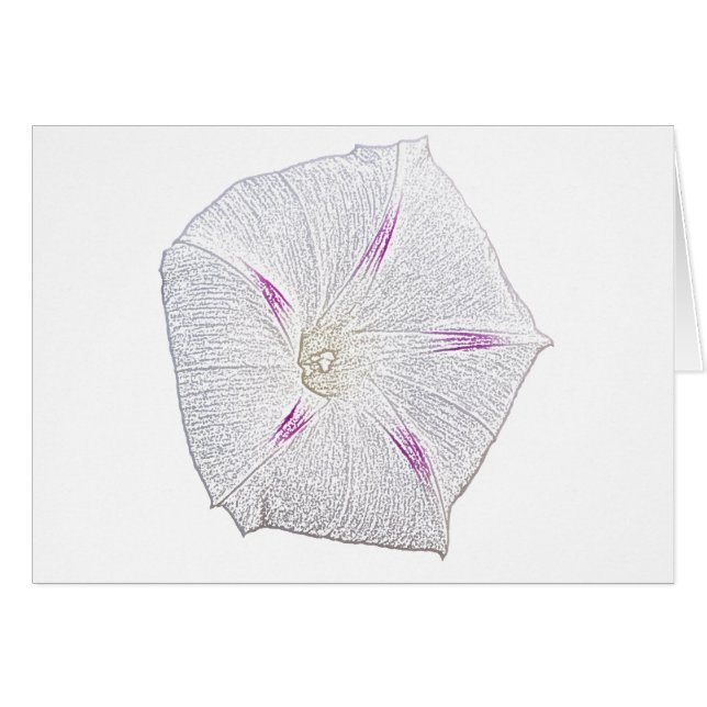 Morning Glory White (Anverso (Horizontal))