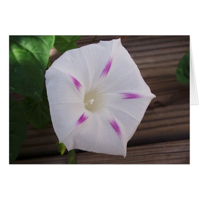 Morning Glory White (Anverso (Horizontal))