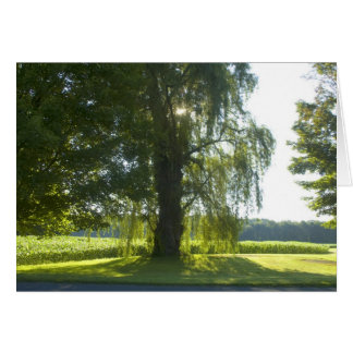 Morning Willow - Comienza el día de la luz solar b