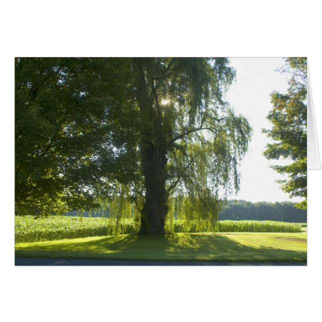 Morning Willow - Comienza el día de la luz solar b (Anverso (Horizontal))