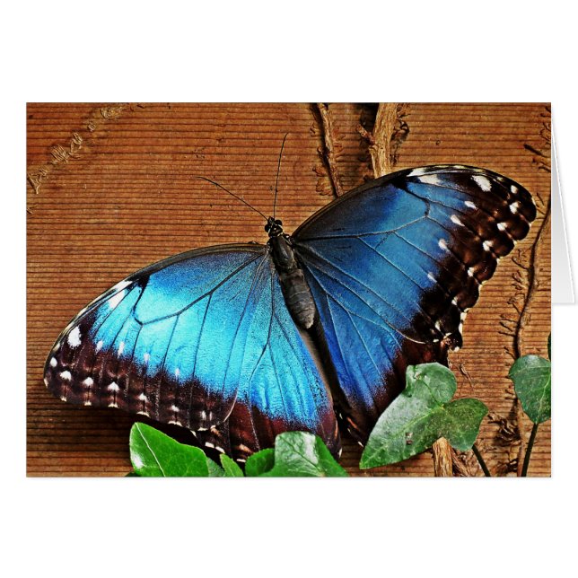 Morpho azul - mariposa (Anverso (Horizontal))