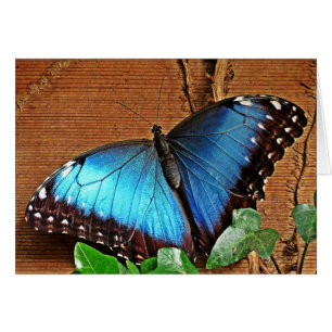 Morpho azul - mariposa