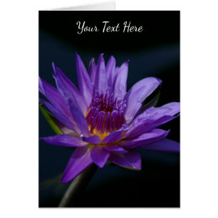 Morple Lotus Waterlily