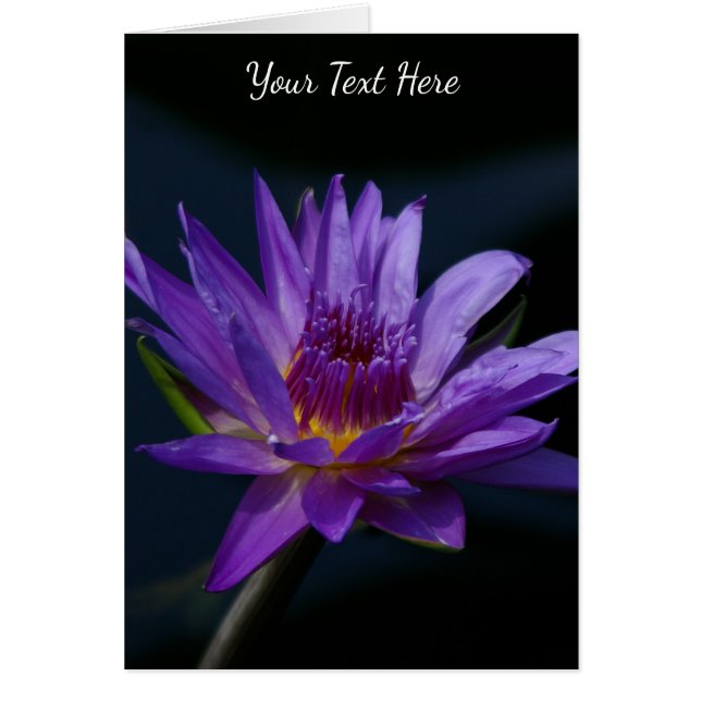 Morple Lotus Waterlily (Frente)