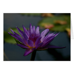 Morple Waterlily