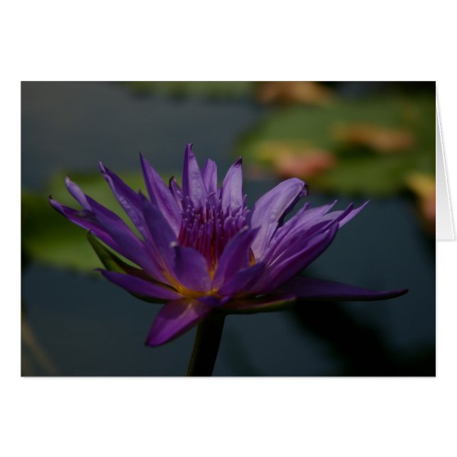 Morple Waterlily (Anverso (Horizontal))