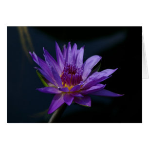 Morple Waterlily